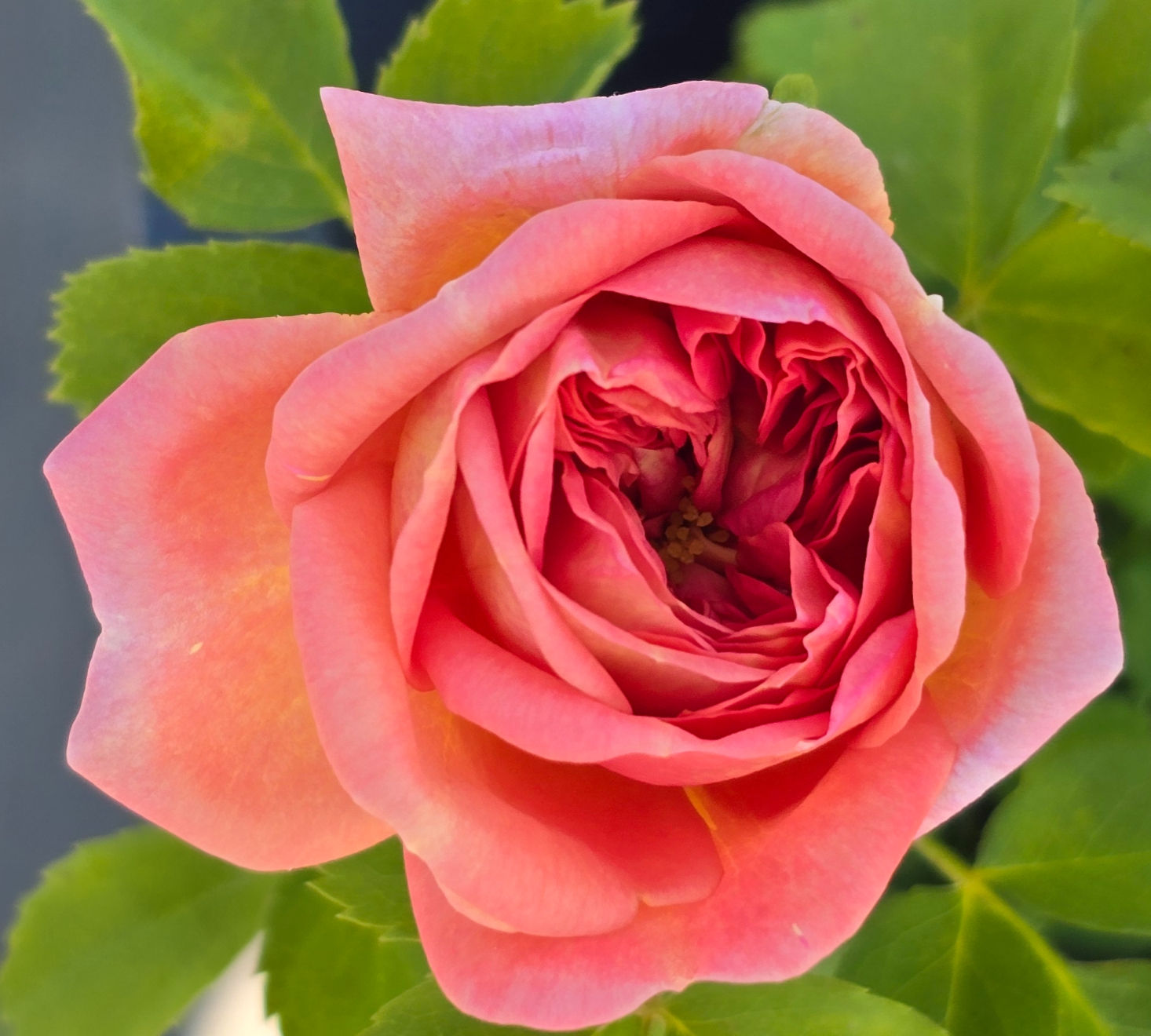 This photo is of the rose called Alchymist. It is a gorgeus old fashioned style rose that is a salmon pink in color. It is a climber.