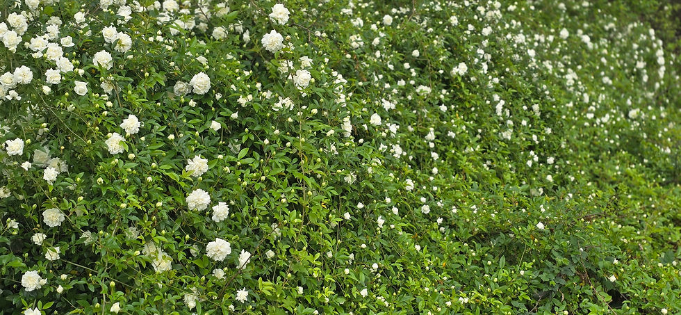 Thumbnail: This image is a full view of a lady banks rose bush that is nearly 25 feet long.