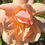 Thumbnail: This photo contains another fully open bloom of the peachy color rose called crepescule.