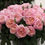 Thumbnail: Charlene is a shell pink colored rose. with a high petal count and vey ruffly