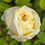Thumbnail: Perle des Jardins ina a very globular old fashioned style rose that is a creamy white in color.