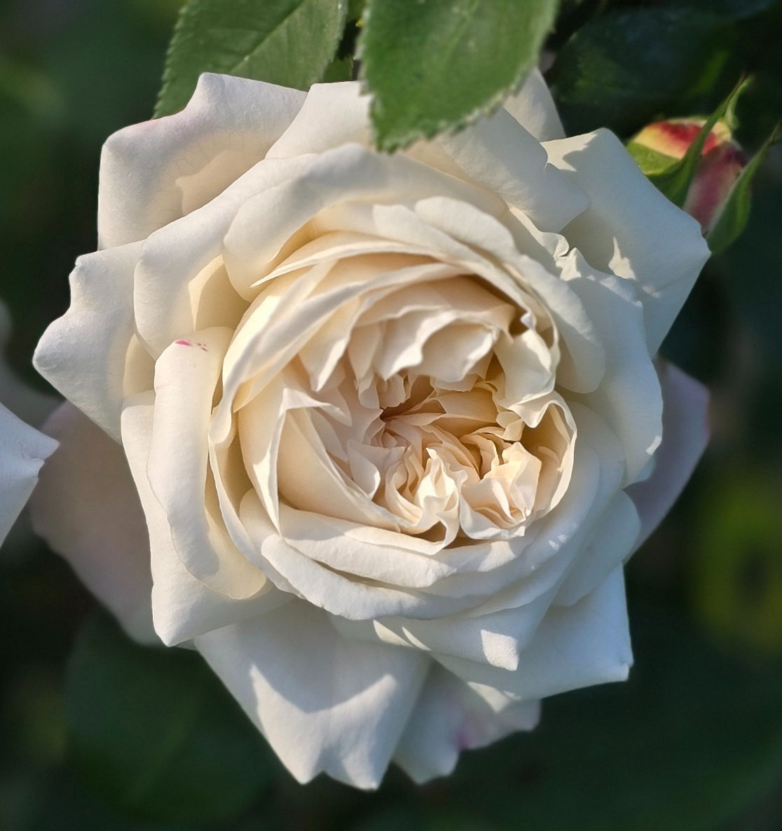 This photo is of the rose AUScat. This is another english rose that is a creamy white in color and high petal count.