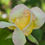 Thumbnail: This photo shows a bud of Garden Party. It is medium to pale yellow with pink on its edges. Very soft coloring.