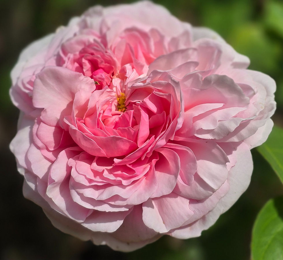 Thumbnail: Yet another fully opened bloom of AUSwith. beautiful soft pink bloom. 