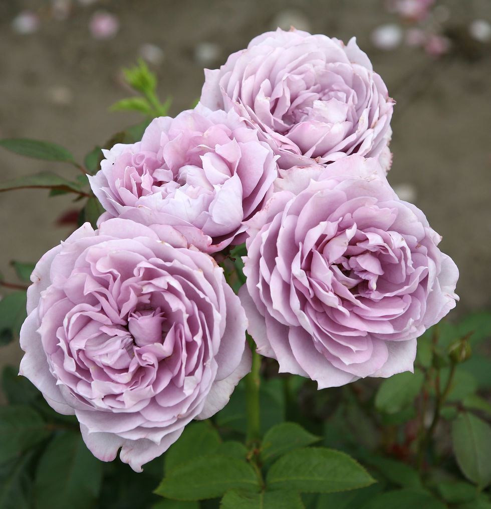 A very pale shade of lavender. Very heavily petaled and delicate looking.