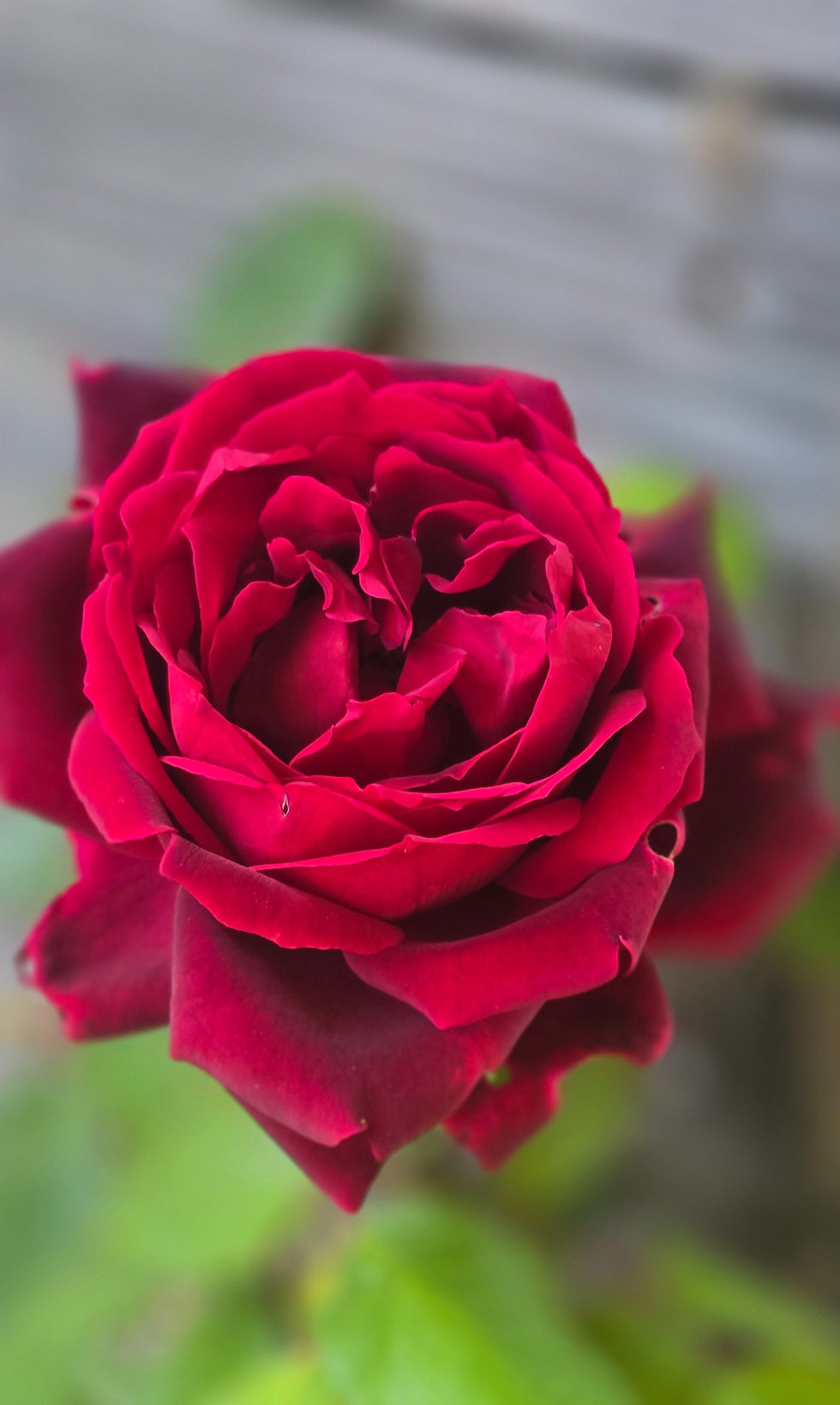 Thumbnail: Another view of the deep velvety  red rose called Oklahoma. 