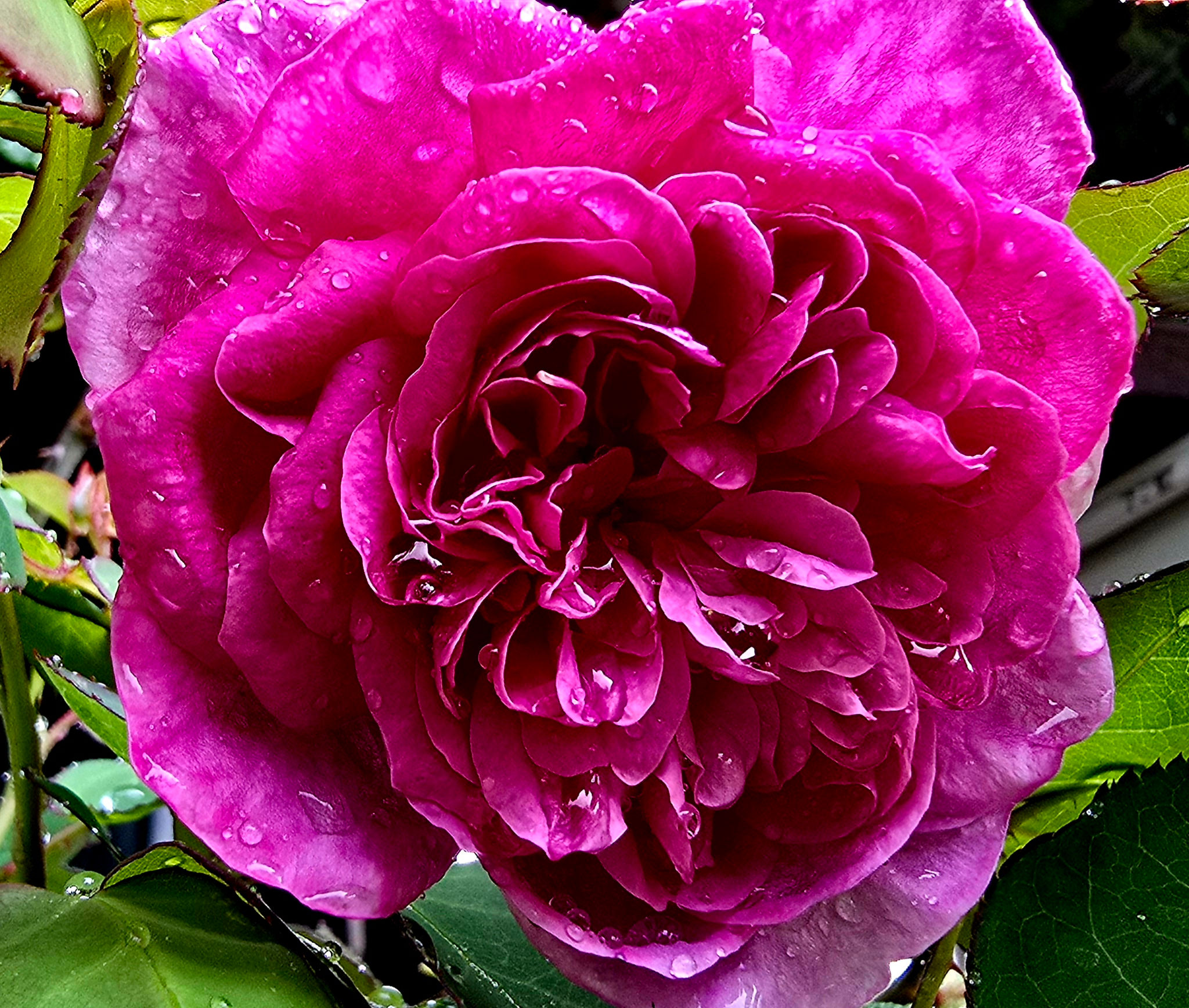 The photo contains the english rose called AUSlot. It is a Mauve colored rose that is half open and it has just been rained on some has some water drops on it.
