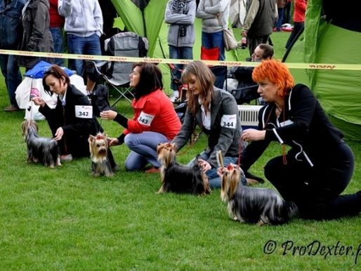 National Dog Show - Poland