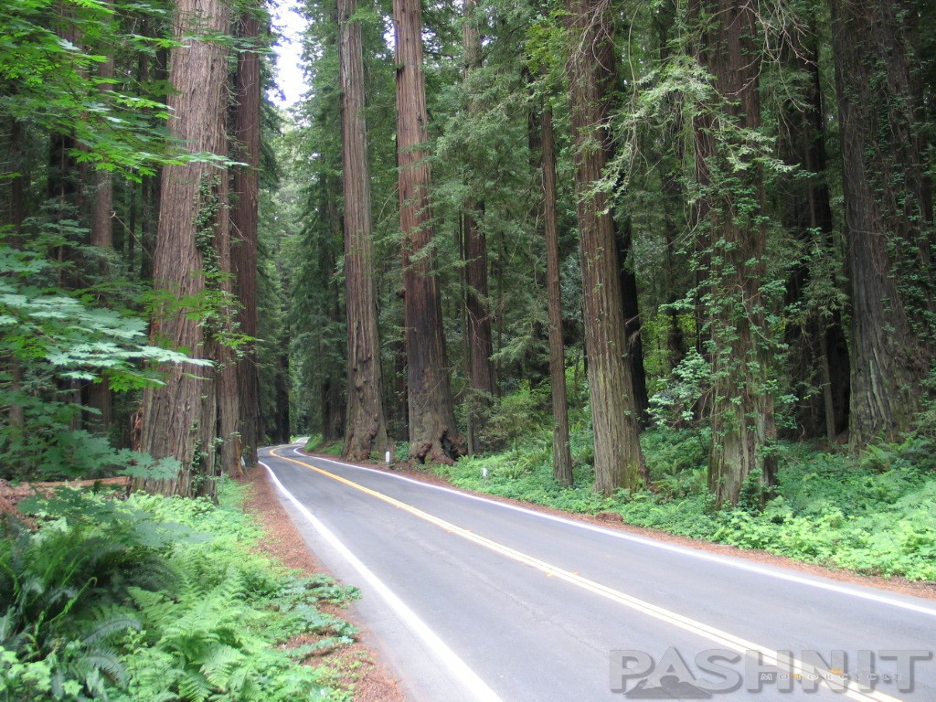 Avenue of the Giants | California Motorcycle Roads | Pashnit