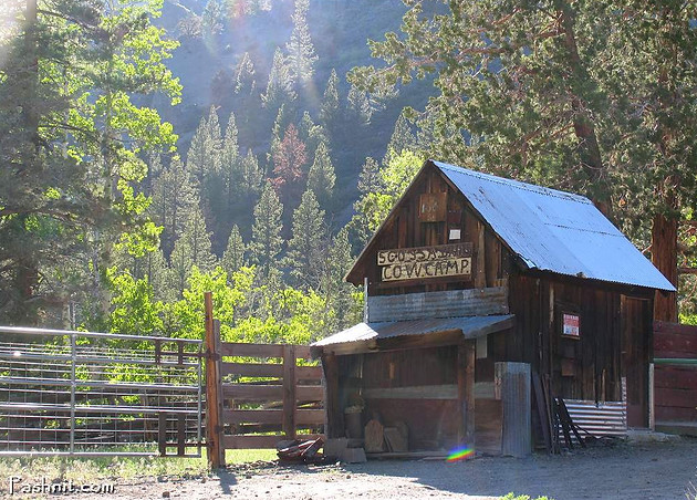 Scossa Brothers Cow Camp