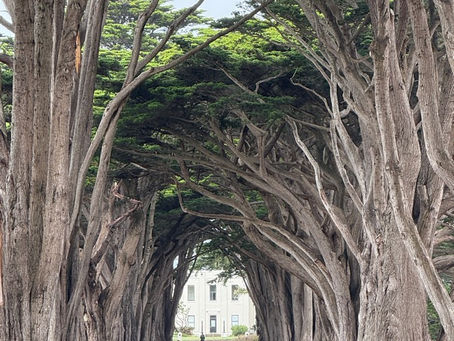 Cypress Tree Tunnel - Point Reyes, CA