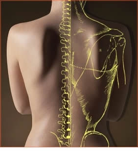 Anatomical illustration of the spine and nervous system