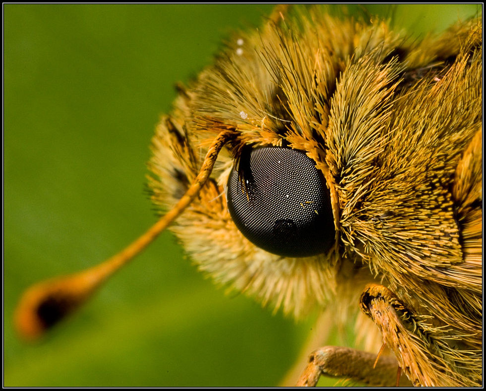 Thumbnail: Used Canon EF-S 55-250mm IS ii