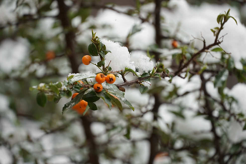 الصورة المصغرة: Used Sony E 18-135mm OSS Lens