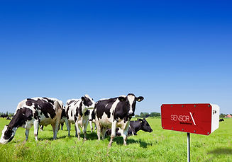 1 FluX Methane Product cattle.jpg