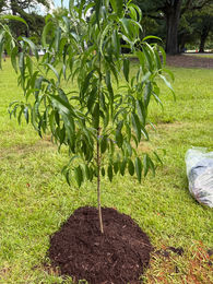 Apple tree replanted in a customers home