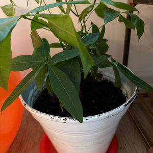 Indoor Potted Plants
