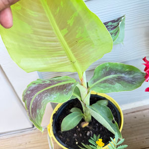 Outdoor Potted Plants
