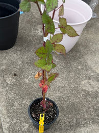 BlackBerry before replanting