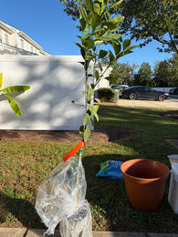 Owari satsuma mandarin