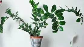 Zamioculcas (Plante Z)