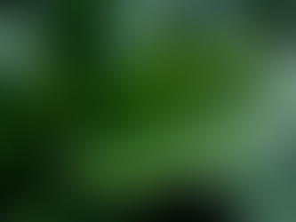 Acheter une Calathea en ligne : Guide achat calathea complet