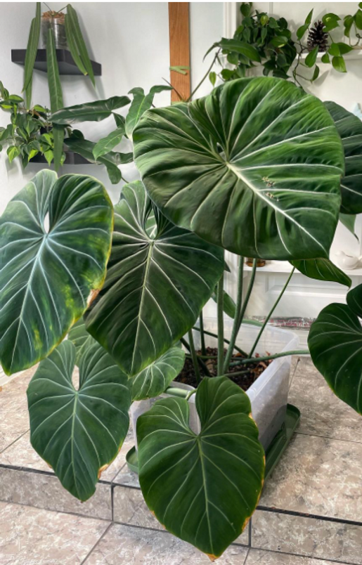platycodon plants Platycodon g. 'Astra Blue' #1