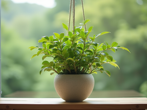 Créer votre kokedama à Marseille : un atelier kokedama pour tous les amoureux de la nature