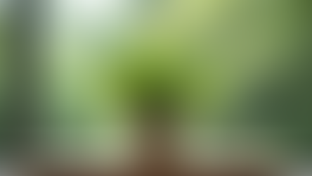 Créer votre kokedama à Marseille : un atelier kokedama pour tous les amoureux de la nature