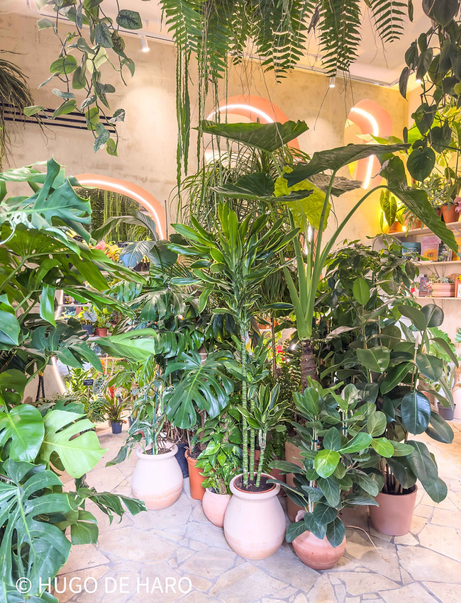 Plantes Exotiques Canopée Marseille Jardinerie Urbaine.jpg