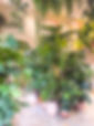 Plantes Exotiques Canopée Marseille Jardinerie Urbaine.jpg