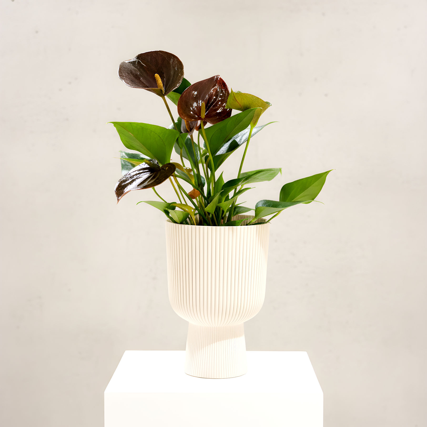 Anthurium Saint Valentin ❤️🔥 Chocolat