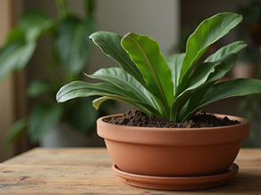 Calathea en ligne France : Achetez une Calathea - Guide en ligne