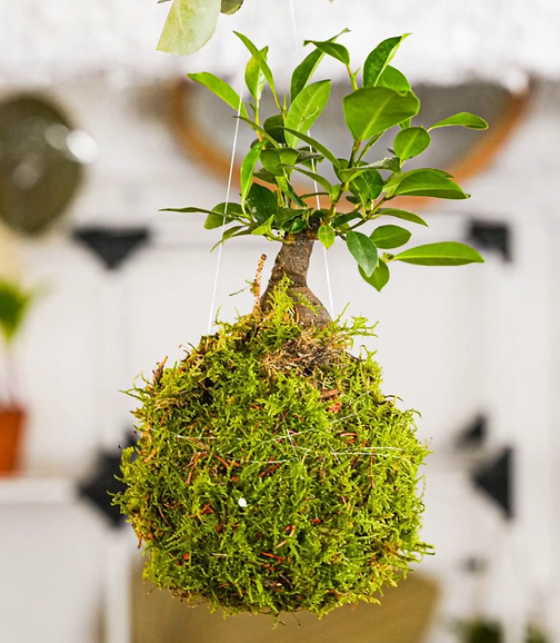 Atelier Kokedama Marseille - Canopée Jardinerie 130014.png