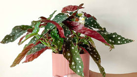 Begonia maculata