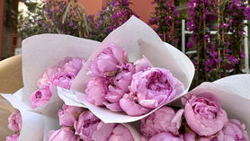 Commande botte de pivoine à Marseille : comment choisir et où commander ?