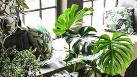Le Monstera Deliciosa
