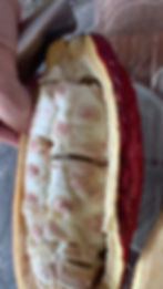 Thumbnail: Cacao Fruit