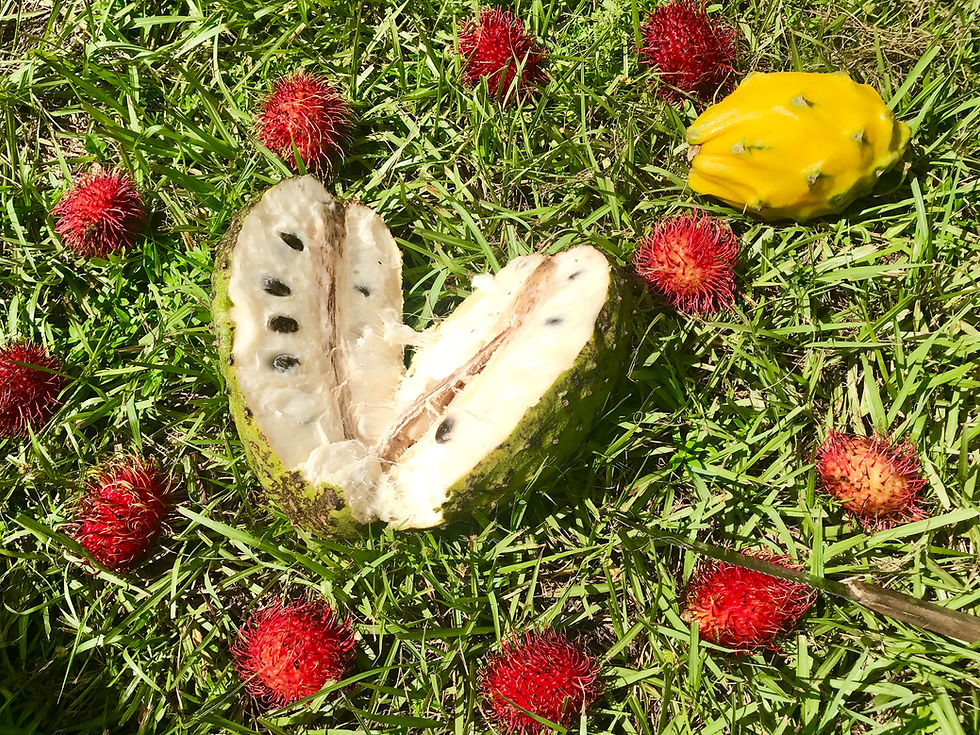 Soursop