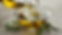 Untitled design-6.png