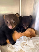 wildlife dog cat rescue spay 