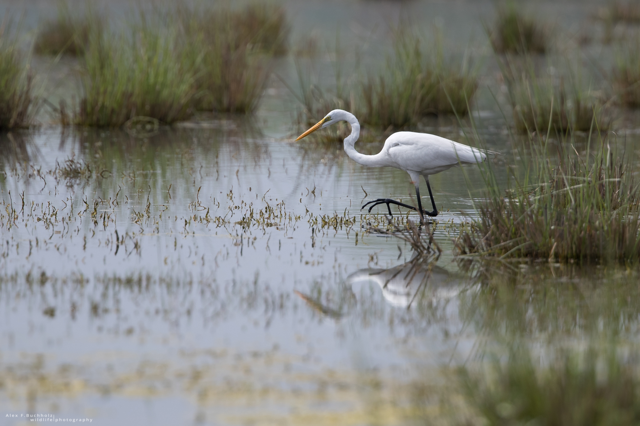 Great Egret