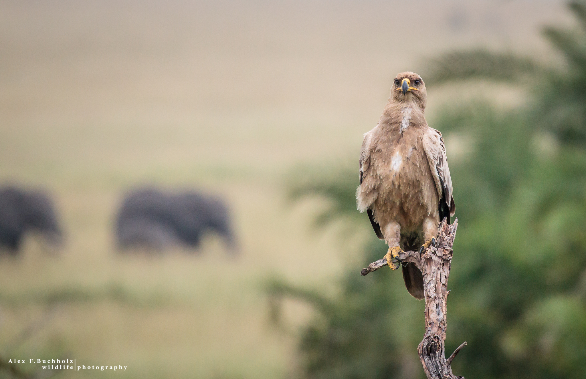 Tawny Eagle