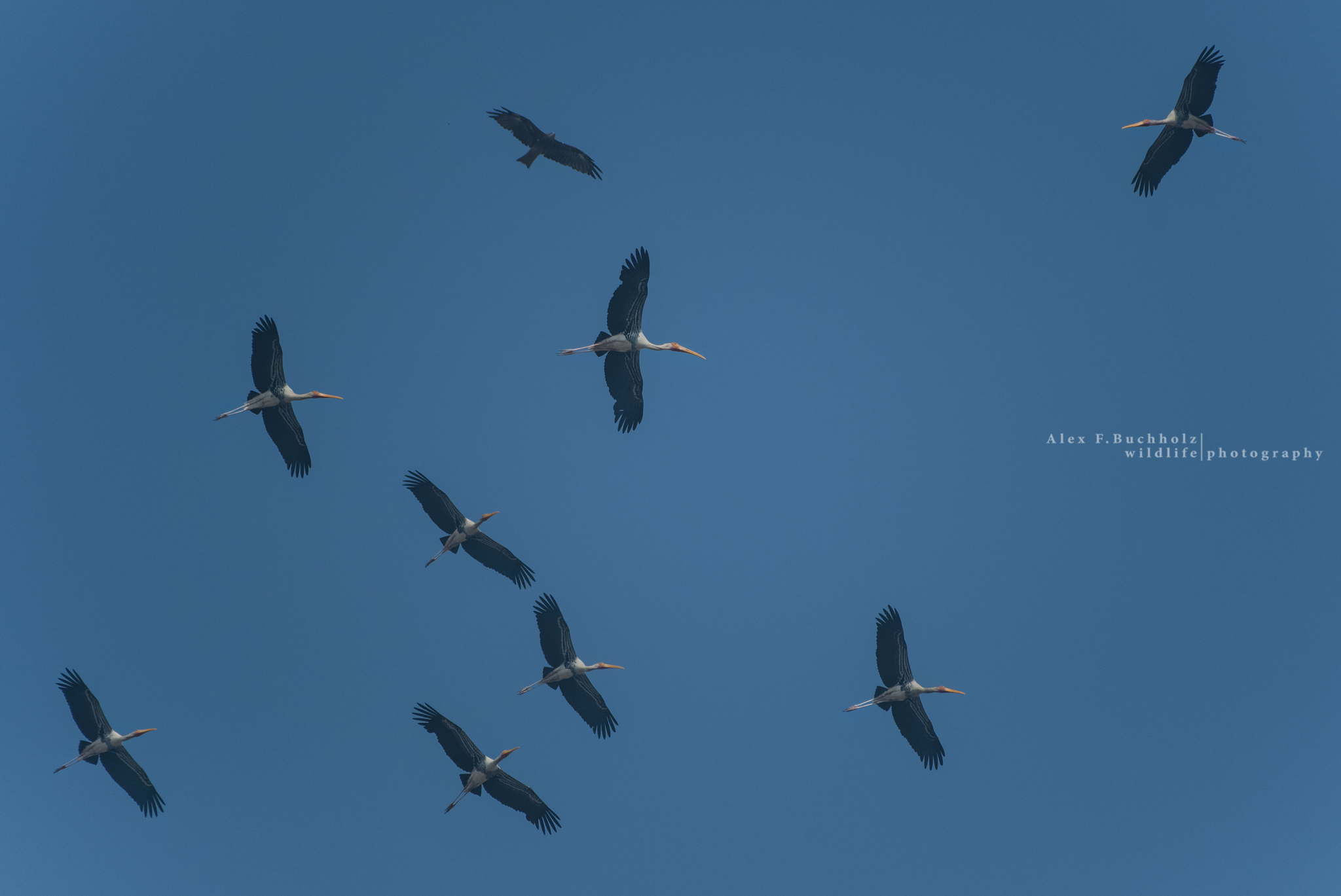 Storks in Flight