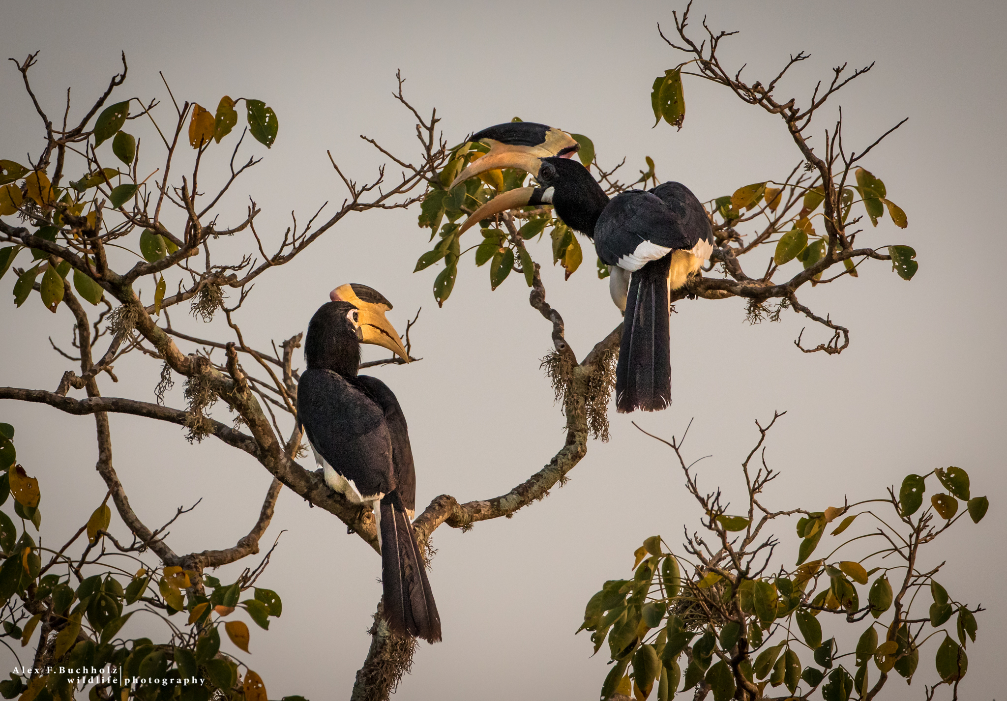 Hornbill Tree