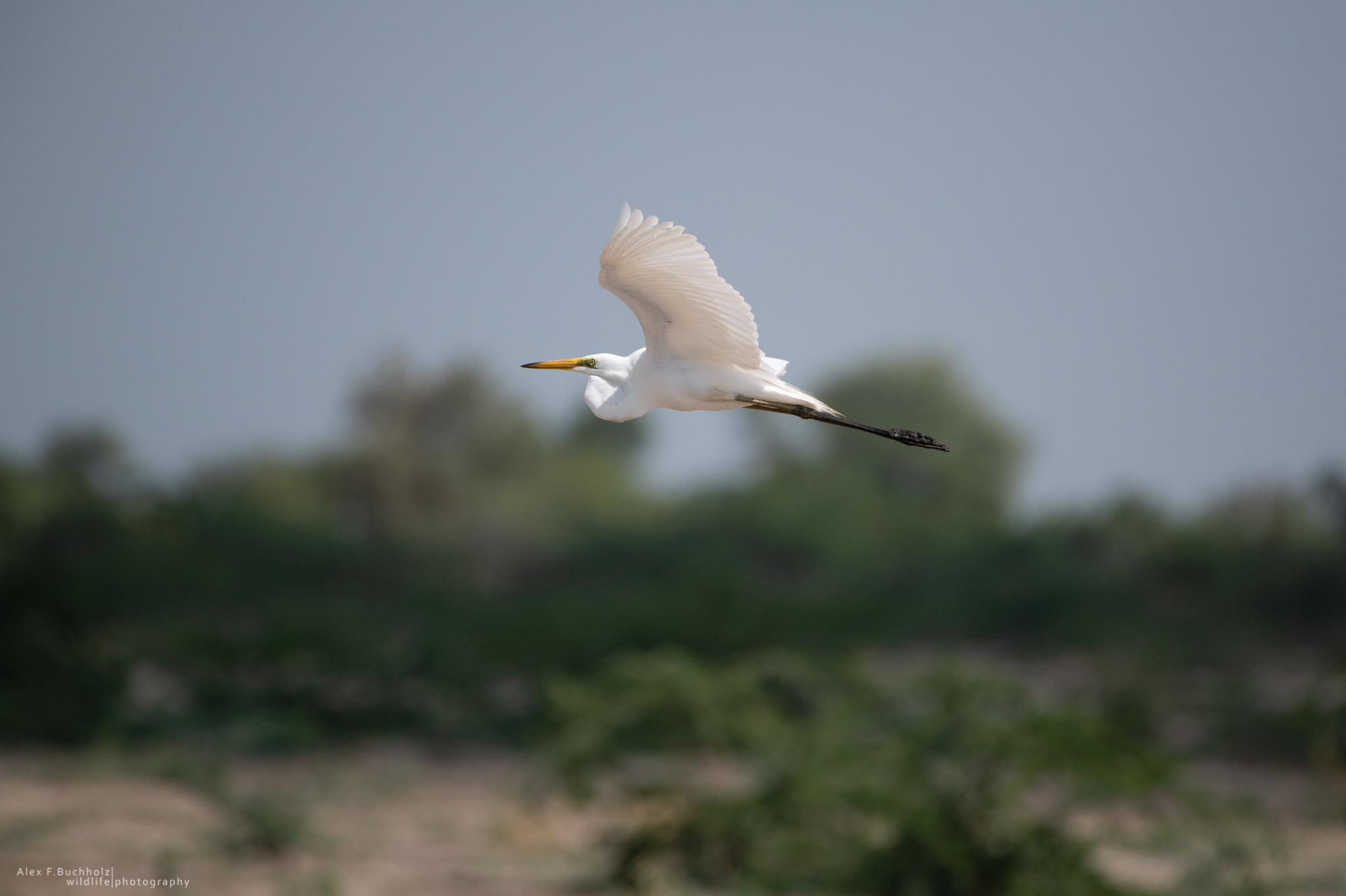 Great Egret