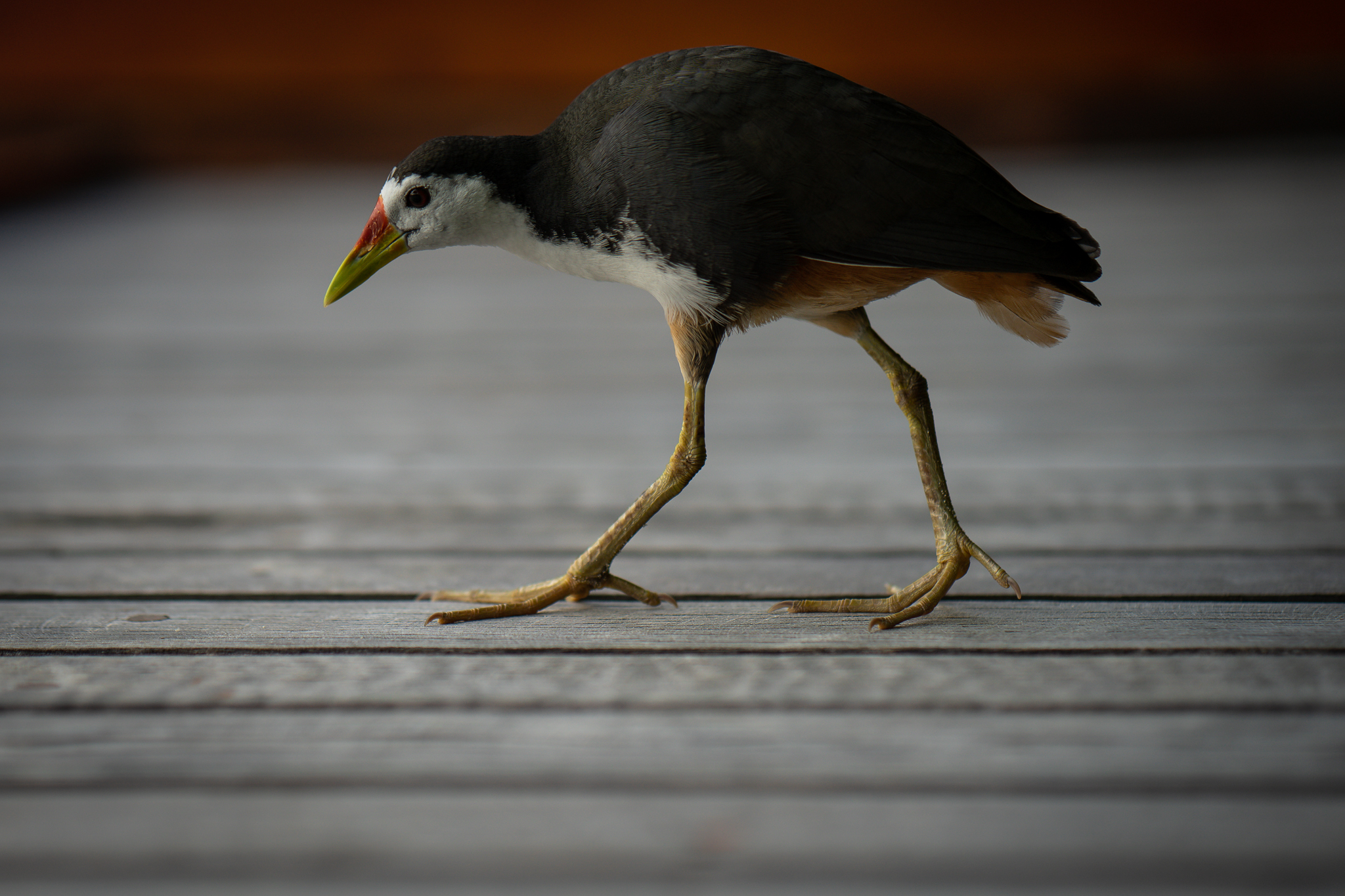 White-breasted Water Hen
