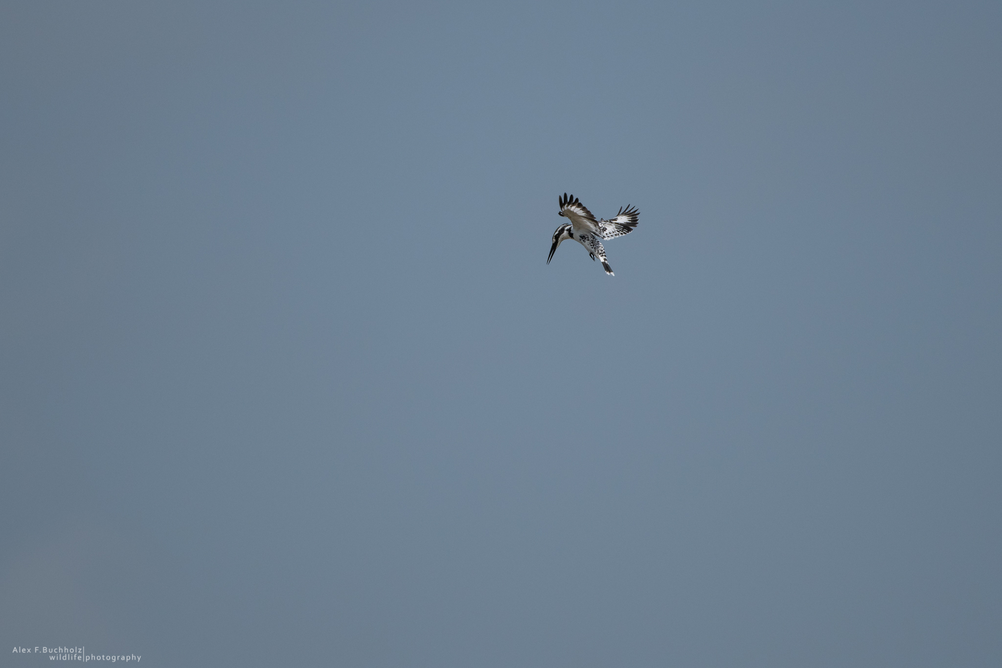 White Kingfisher