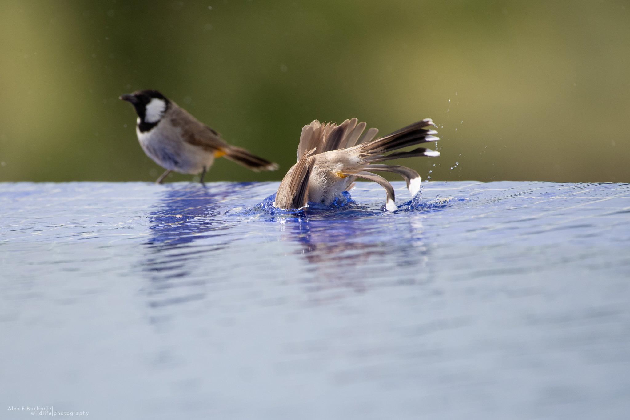 Sparrow