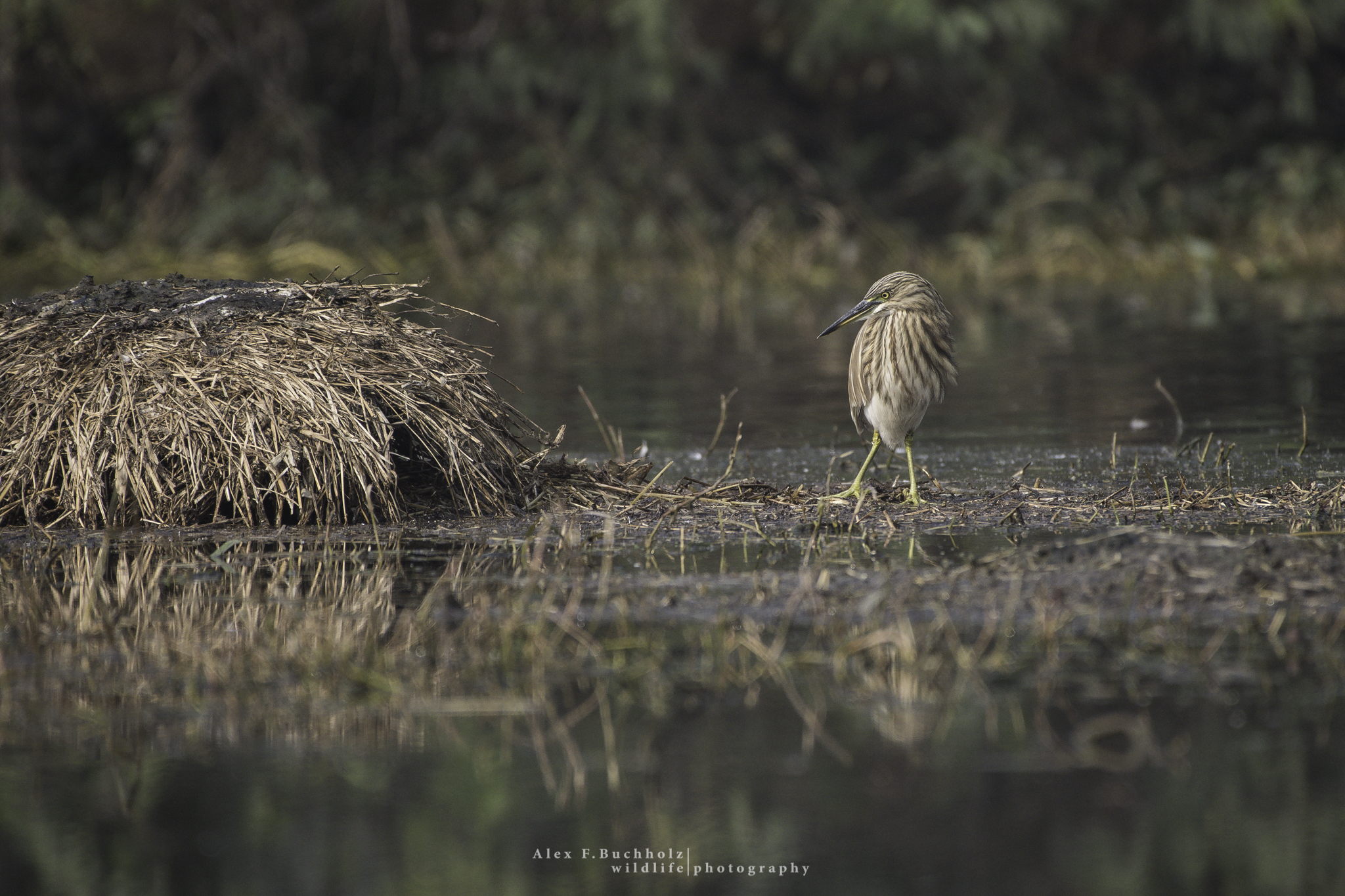 Indian Pond Heron